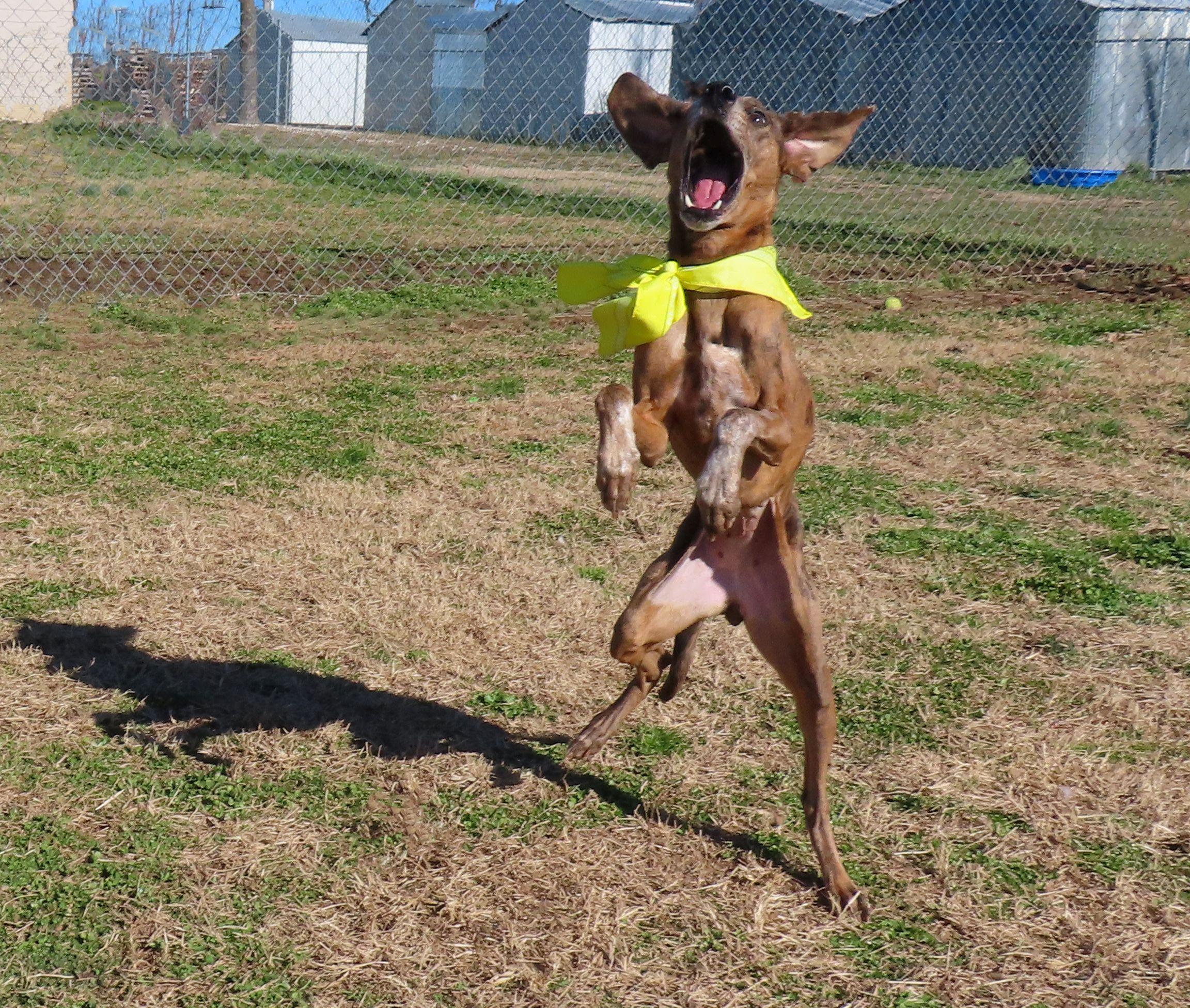 Isabella  C thumbnail 3