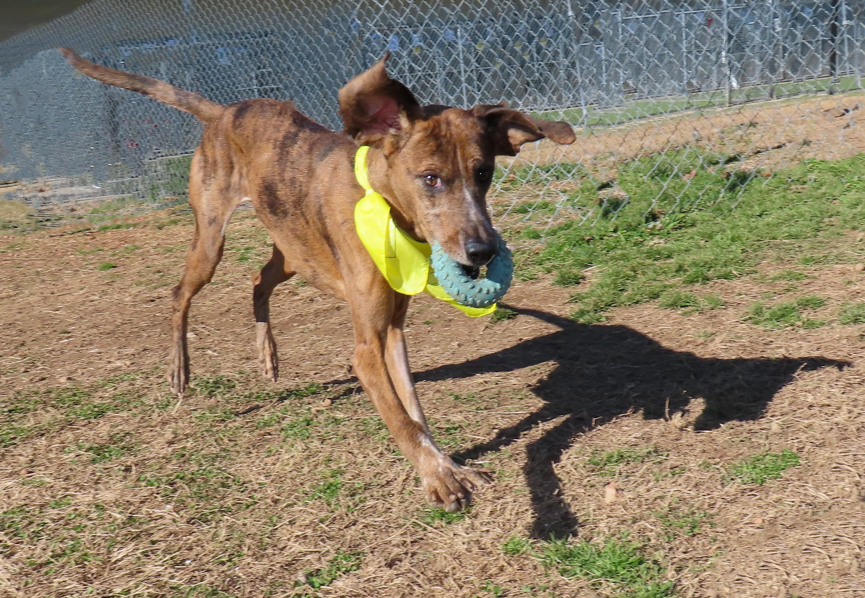 Isabella  C thumbnail 4