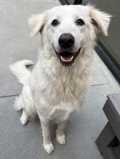 Scarlet, Adoptable, Adult Female Great Pyrenees & Mixed Breed.