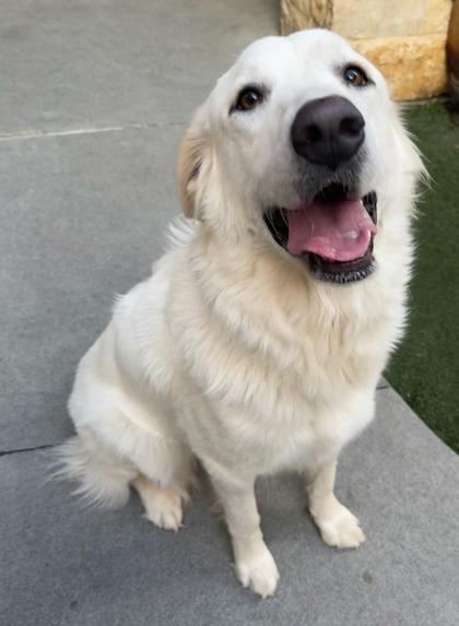 Scarlet, a Adoptable mixed breed in Lewisville, TX image 3/3