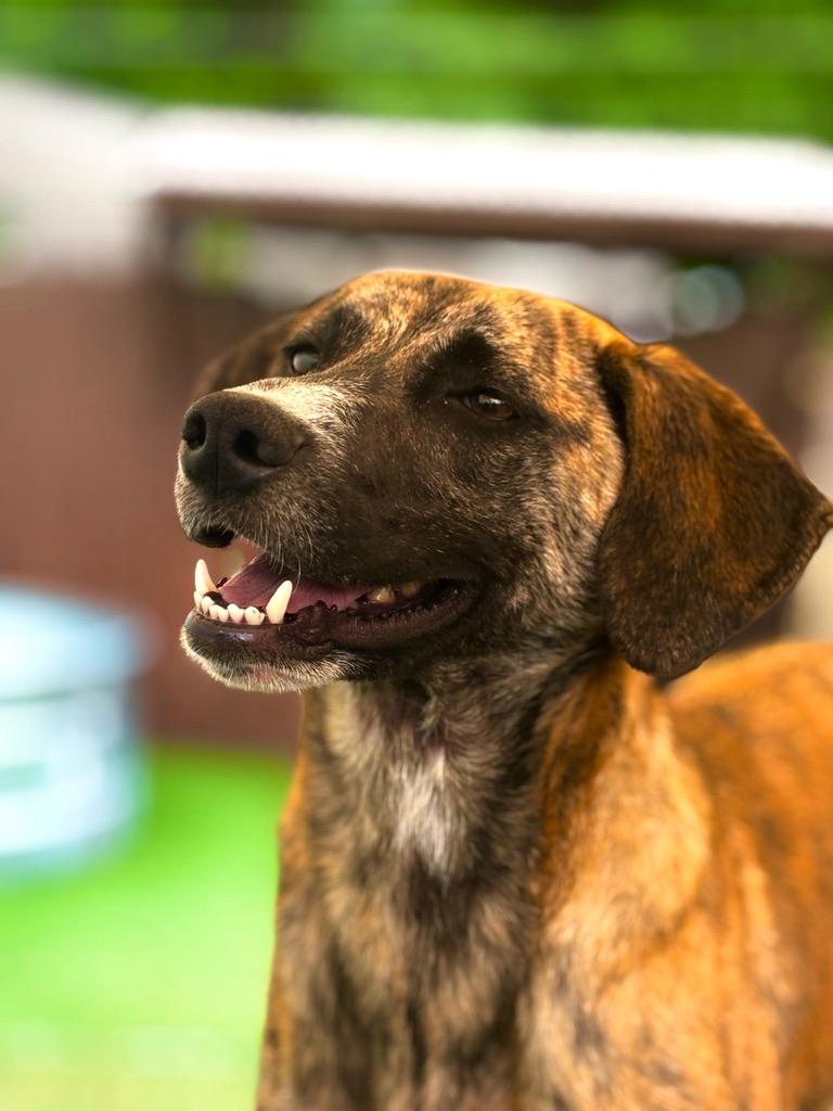 Cindy, adoptable, Adult Female Whippet & Terrier.