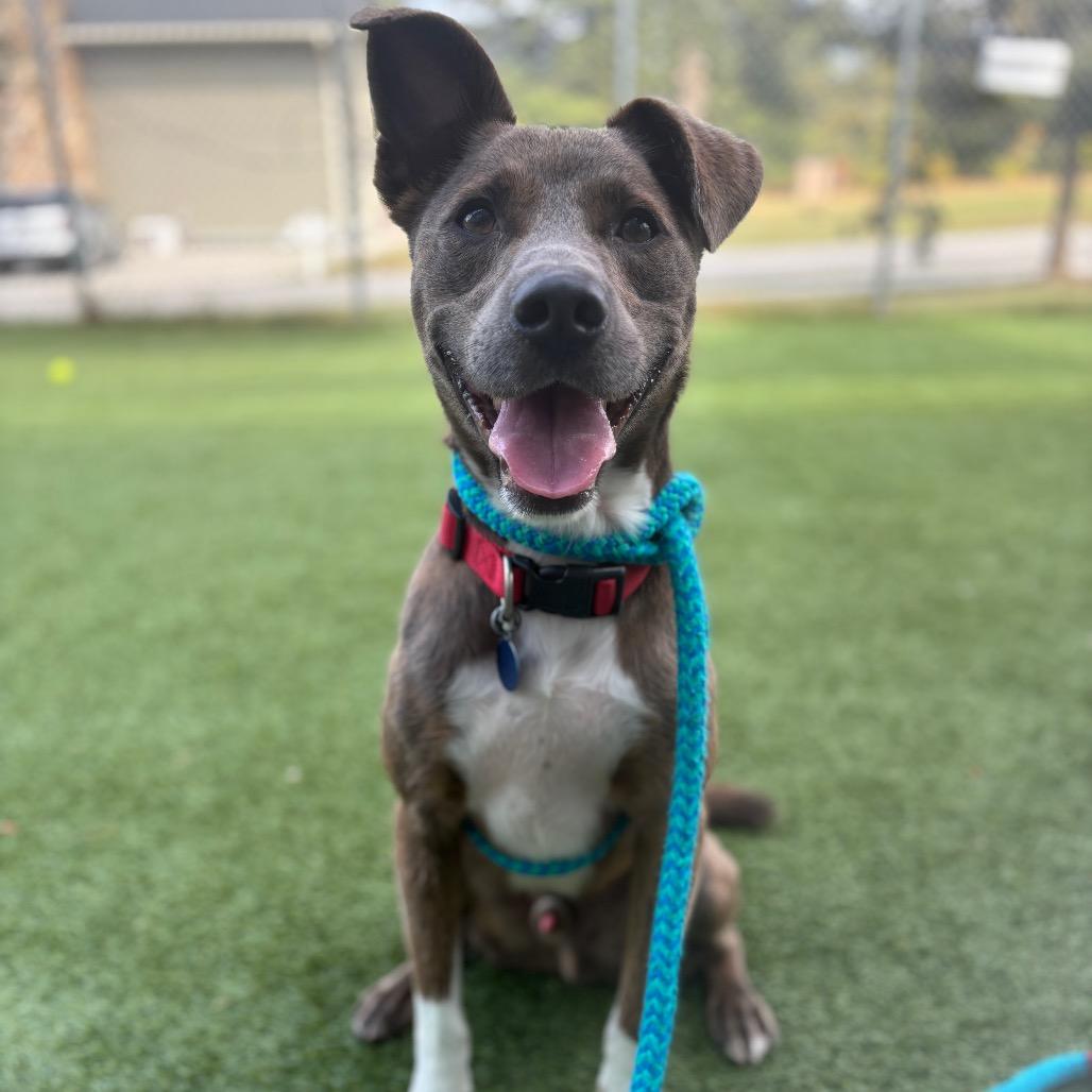 Elliot, Adoptable, Adult Male Pit Bull Terrier.