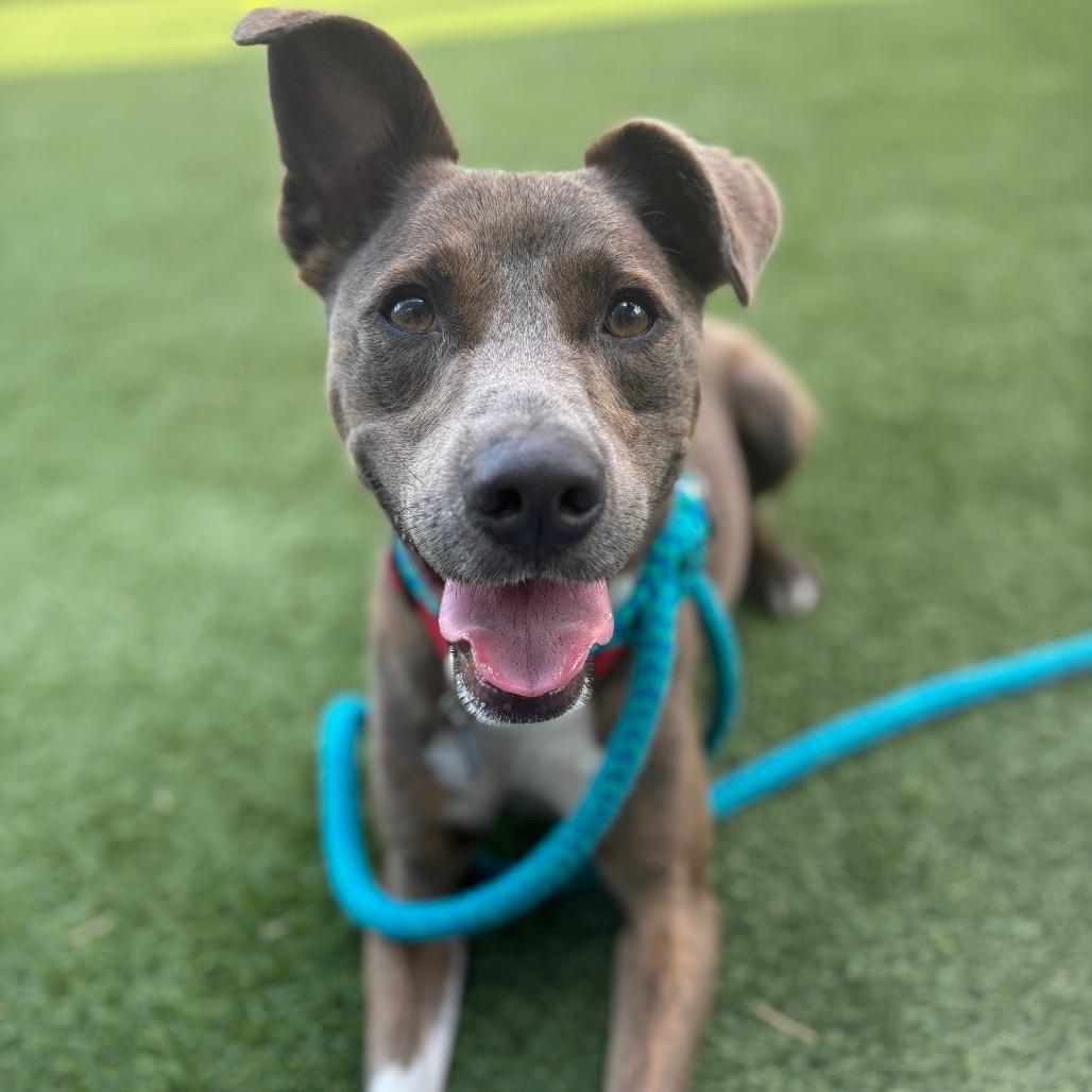 Enlarge Elliot, a Adoptable mixed breed in Chattanooga, TN image 2/6