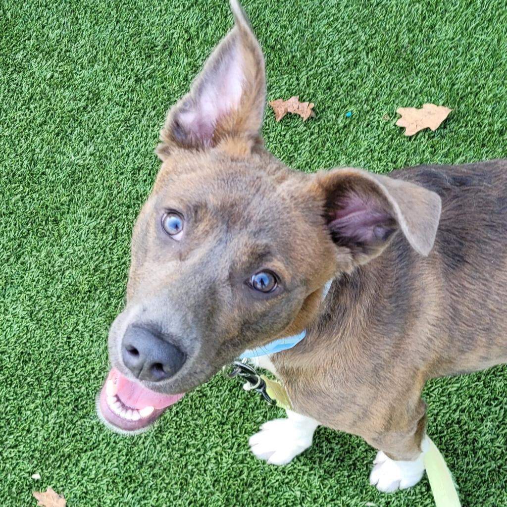 Enlarge Elliot, a Adoptable mixed breed in Chattanooga, TN image 3/6