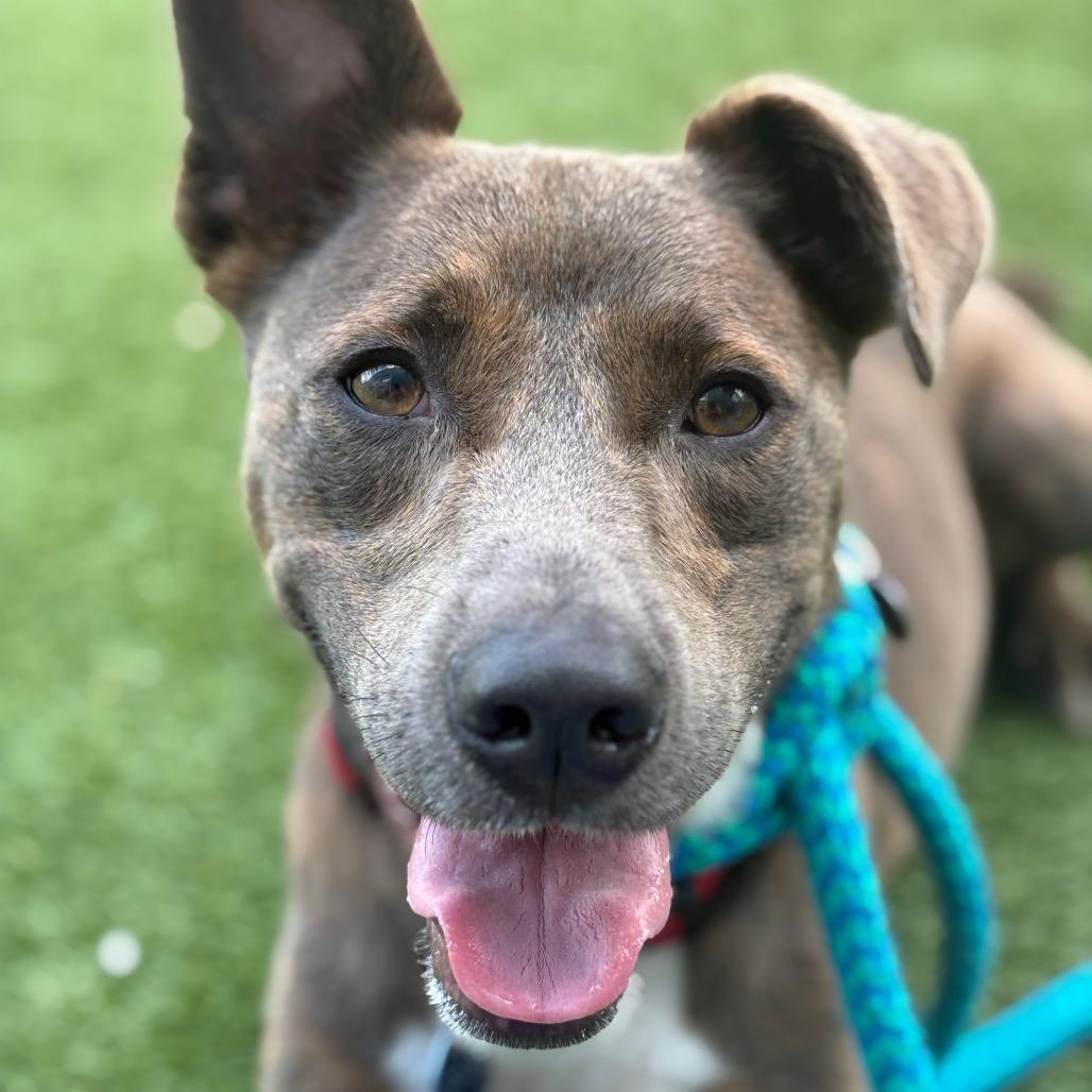 Enlarge Elliot, a Adoptable mixed breed in Chattanooga, TN image 4/6