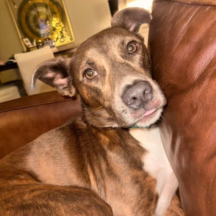 Enlarge Elliot, a Adoptable mixed breed in Chattanooga, TN image 5/6