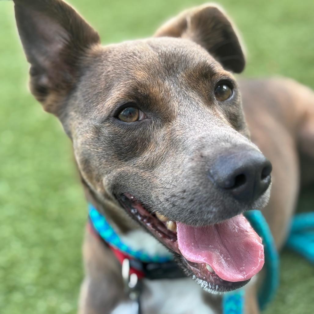 Enlarge Elliot, a Adoptable mixed breed in Chattanooga, TN image 6/6