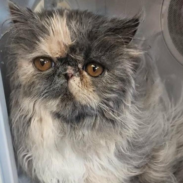 Cady , a ADOPTABLE Persian in Limekiln, PA image 3/3