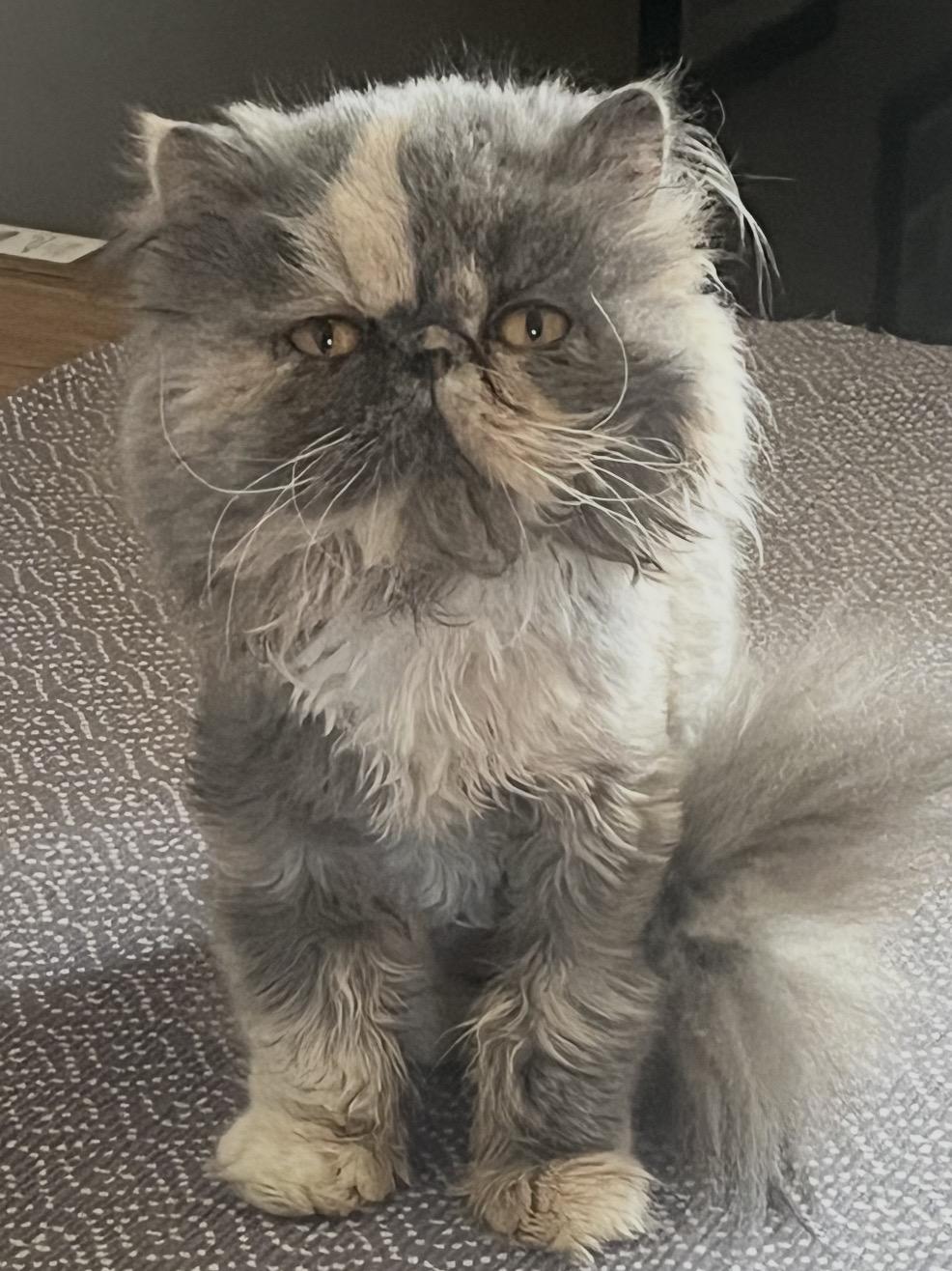 Cady , a ADOPTABLE Persian in Limekiln, PA image 1/3