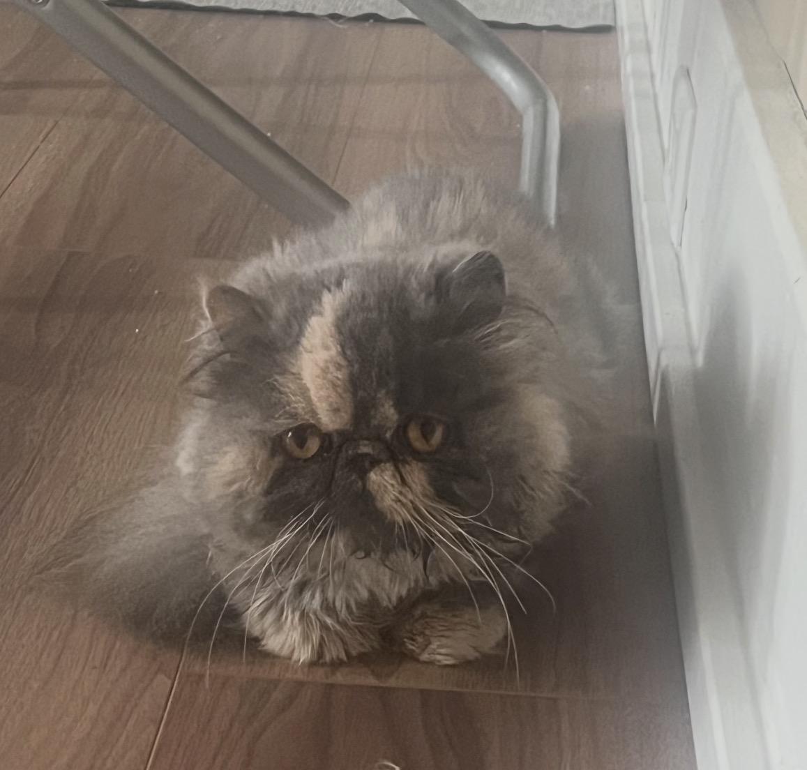 Cady , a ADOPTABLE Persian in Limekiln, PA image 2/3