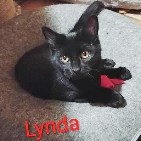 Enlarge Lynda, a Adoptable Domestic Short Hair in Salt Lake City, UT image 1/3