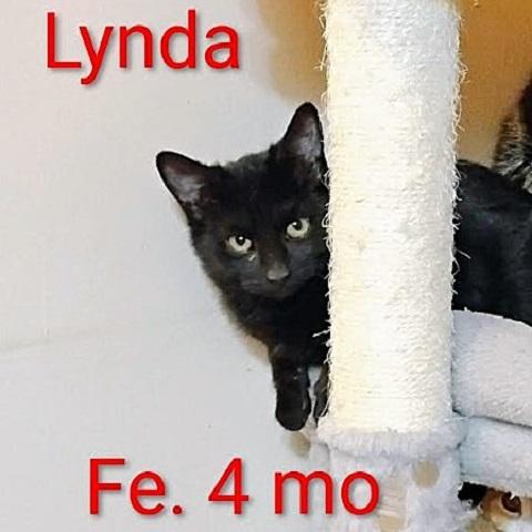 Lynda, Adoptable, Kitten Female Domestic Short Hair.
