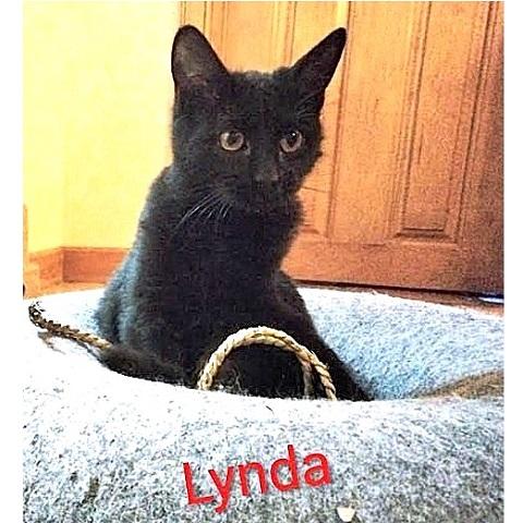 Enlarge Lynda, a Adoptable Domestic Short Hair in Salt Lake City, UT image 3/3
