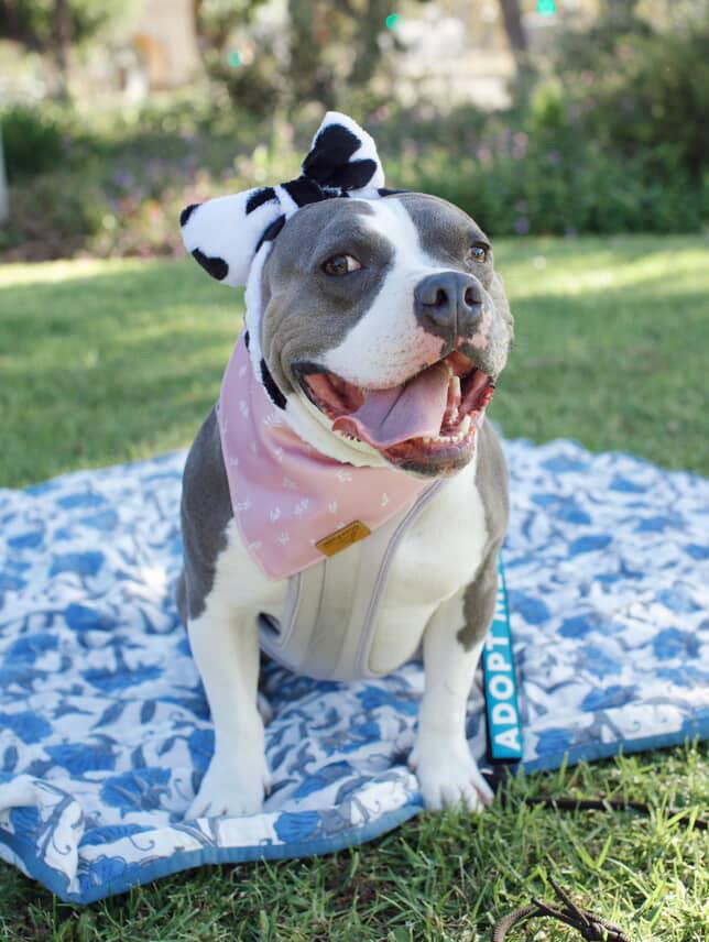 Enlarge Kira, a Adoptable Pit Bull Terrier in Portland, OR image 6/6