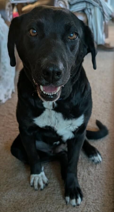 Rosie, Adoptable, Adult Female Labrador Retriever.