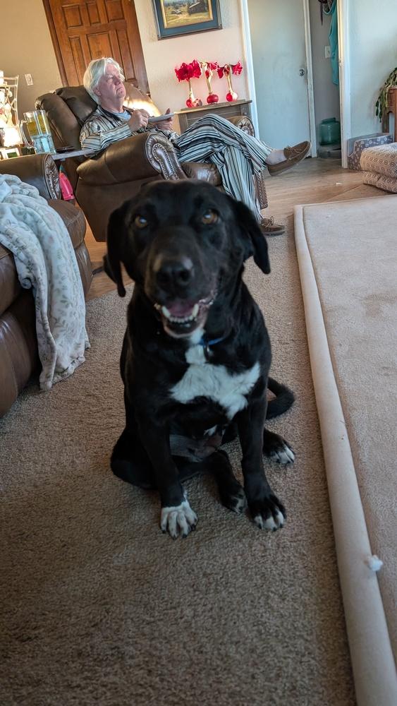 Enlarge Rosie, a Adoptable mixed breed in Parker, CO image 3/5