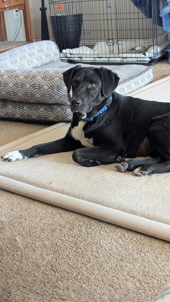 Enlarge Rosie, a Adoptable mixed breed in Parker, CO image 4/5