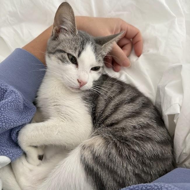 Puffin, Adoptable, Kitten Female Domestic Short Hair.