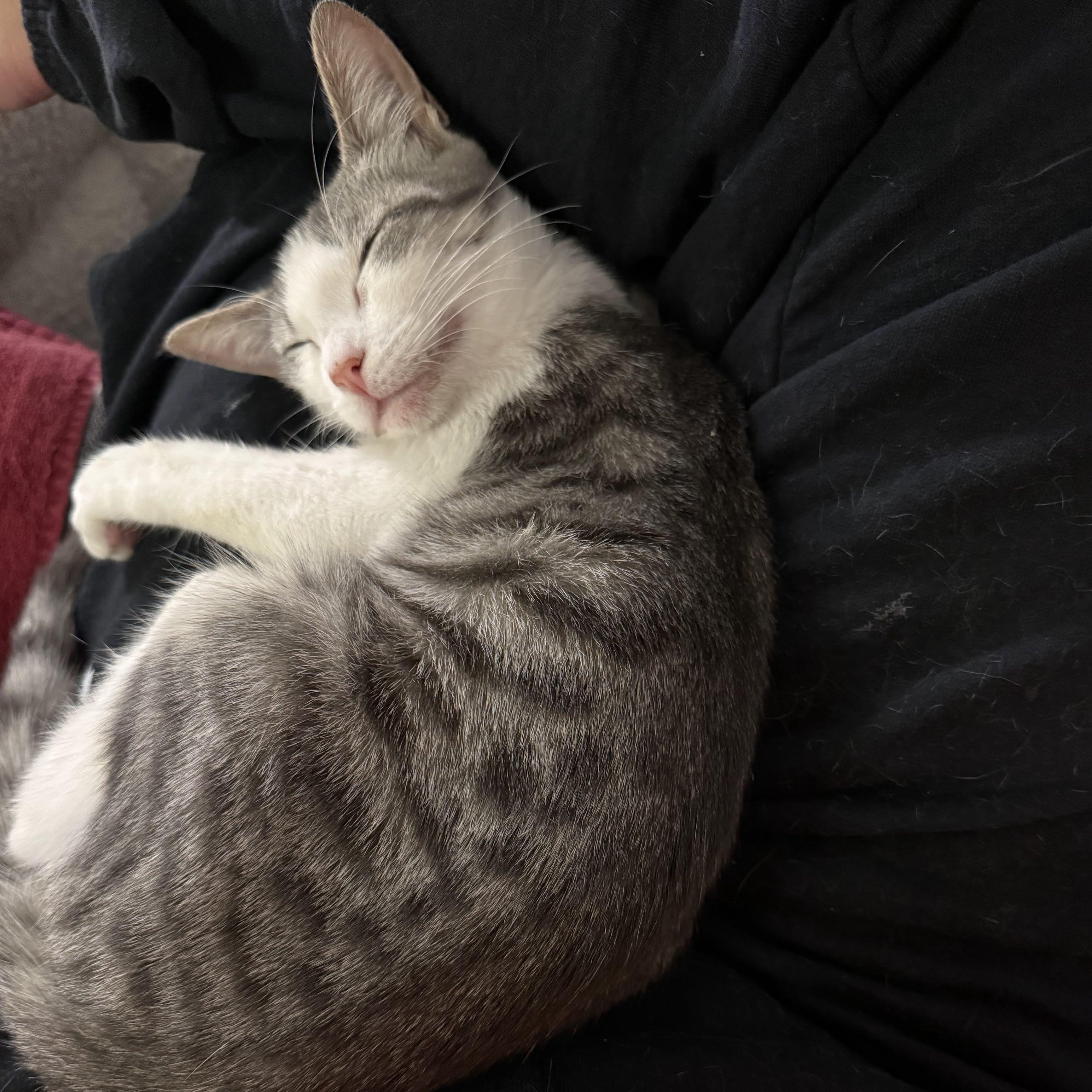 Enlarge Puffin, a Adoptable Domestic Short Hair in brooklyn, NY image 3/6