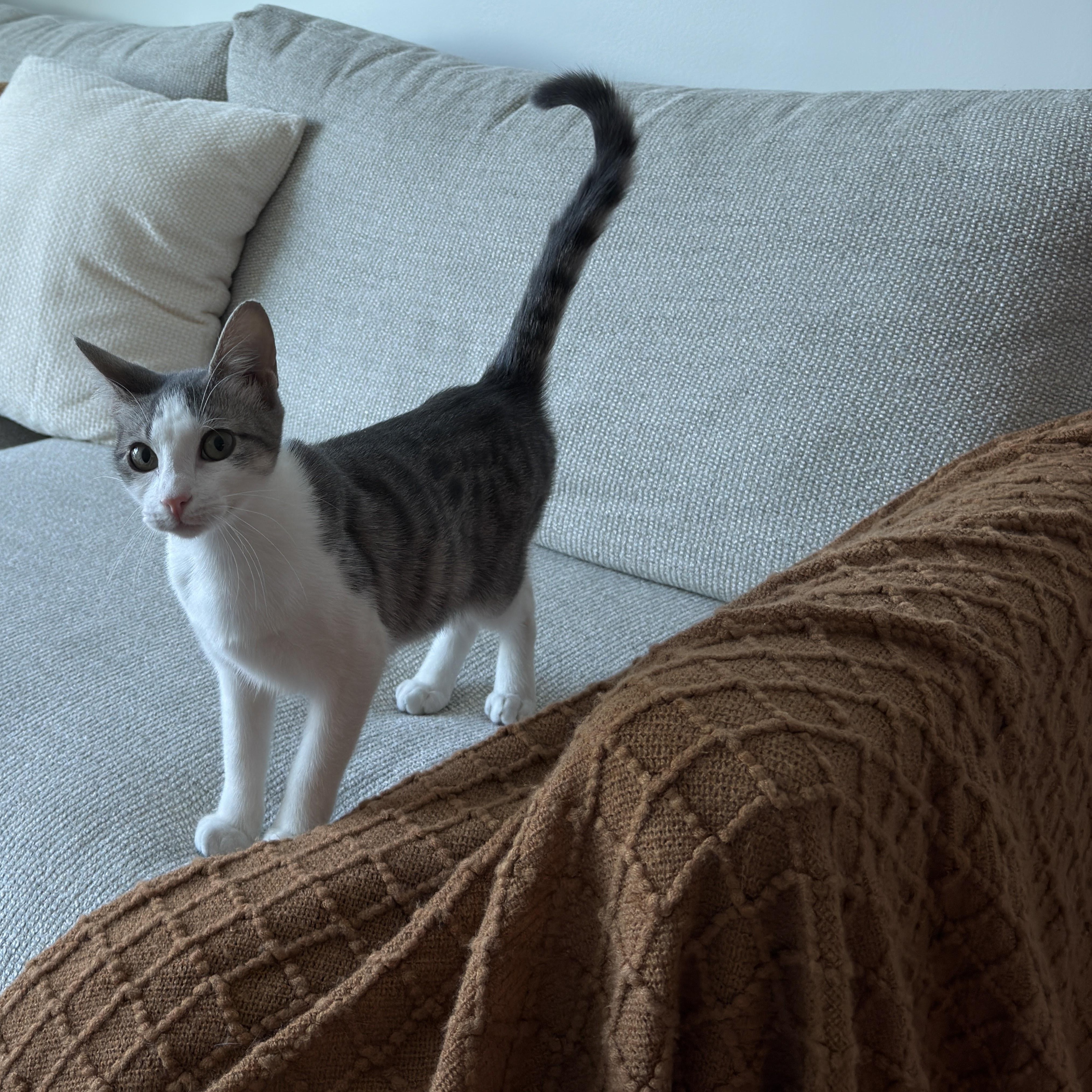 Enlarge Puffin, a Adoptable Domestic Short Hair in brooklyn, NY image 4/6