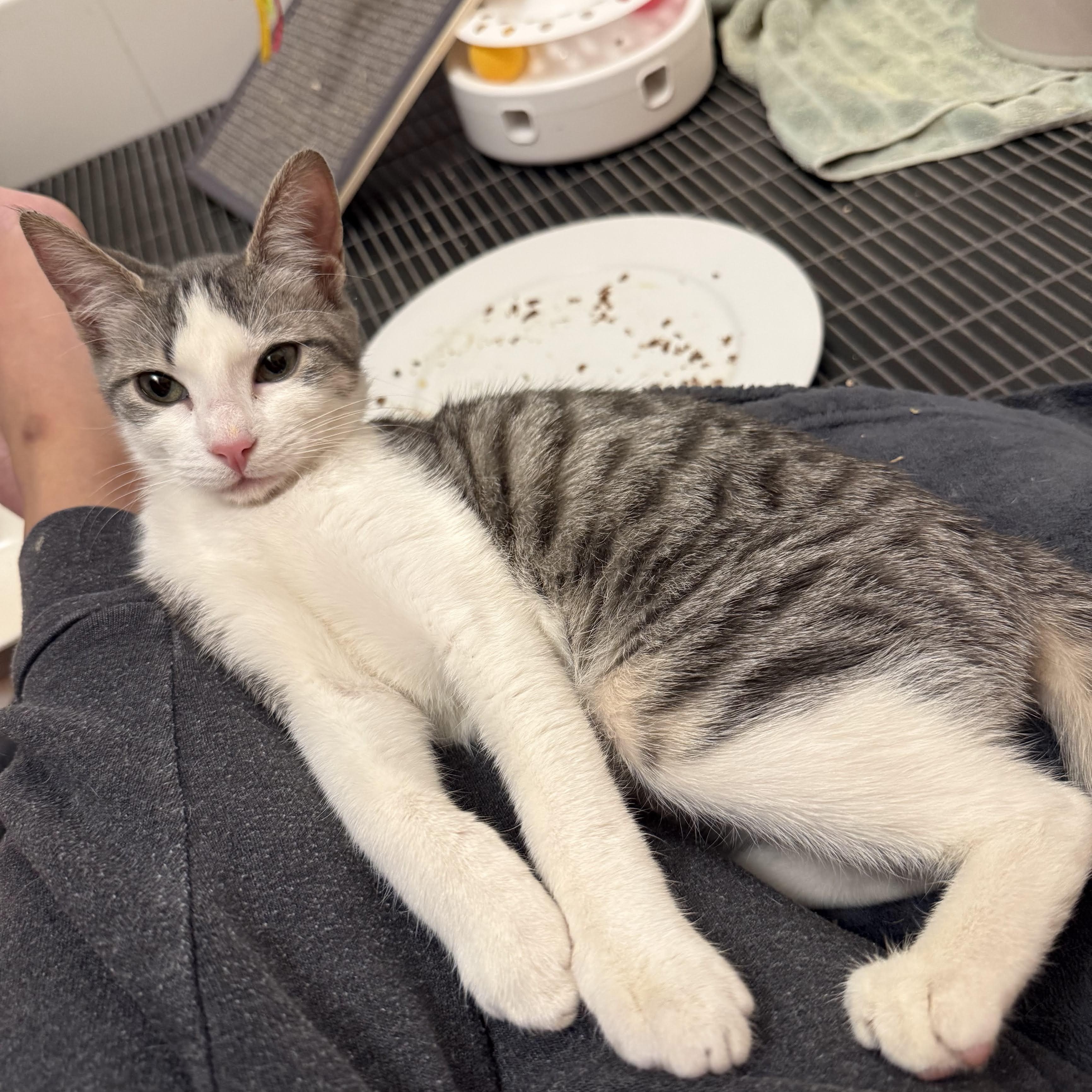 Enlarge Puffin, a Adoptable Domestic Short Hair in brooklyn, NY image 5/6