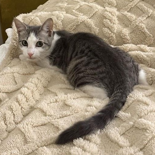 Enlarge Puffin, a Adoptable Domestic Short Hair in brooklyn, NY image 2/6
