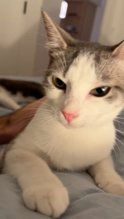 Enlarge Puffin, a Adoptable Domestic Short Hair in brooklyn, NY video 6/6