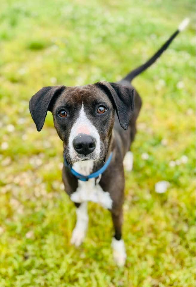 Eva, an adoptable Mixed Breed in Ashland, KY_image-1