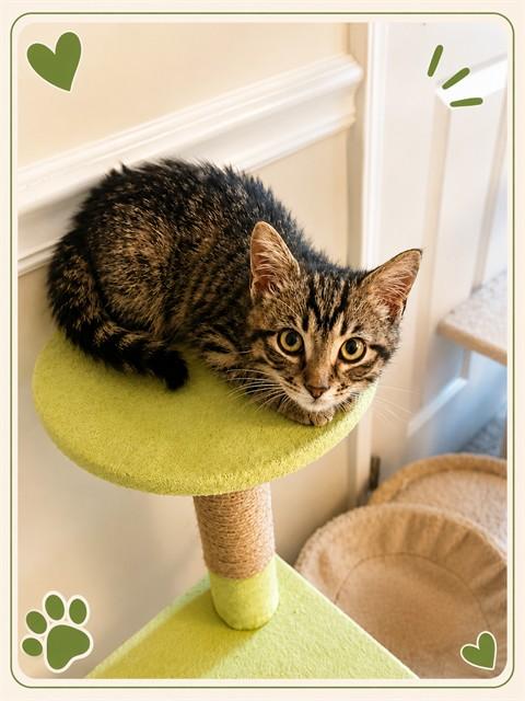BRUCE, Adoptable, Kitten Male Domestic Short Hair.