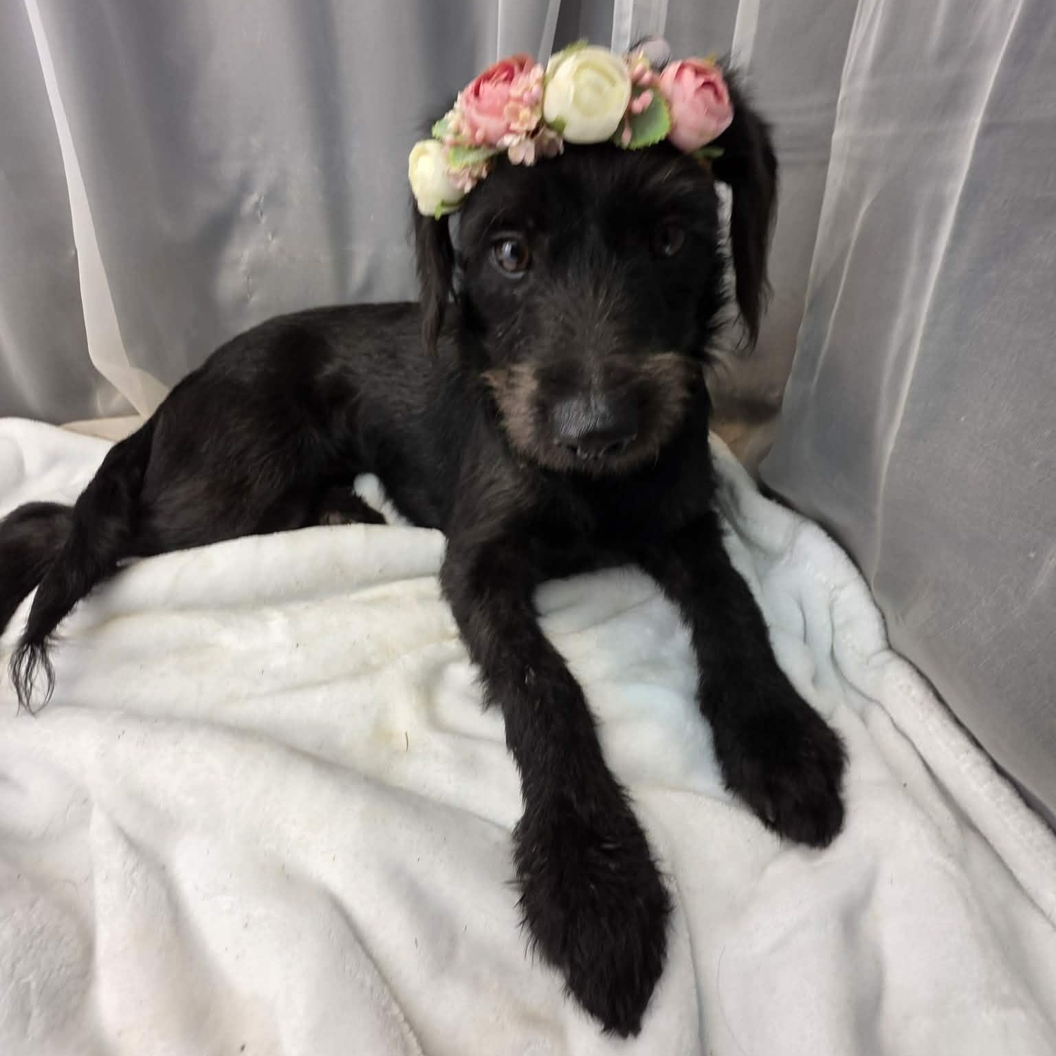 Kolbie, Adoptable, Young Female Miniature Schnauzer & Miniature Poodle.