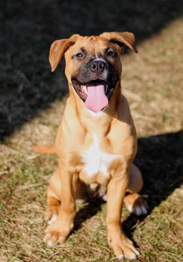 Fern, a Adoptable mixed breed in Battle Creek, MI image 4/6