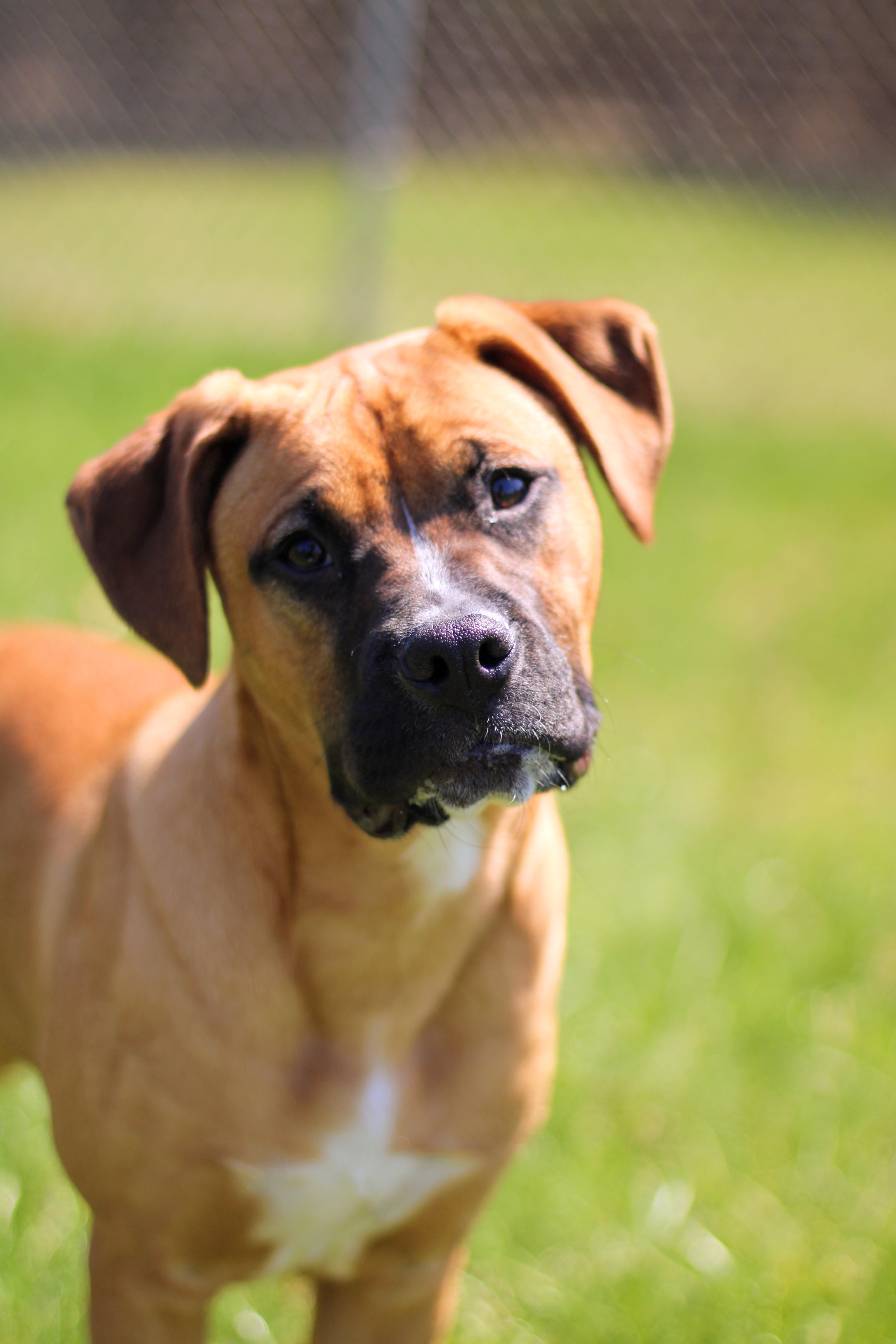 Fern, a Adoptable mixed breed in Battle Creek, MI image 1/6