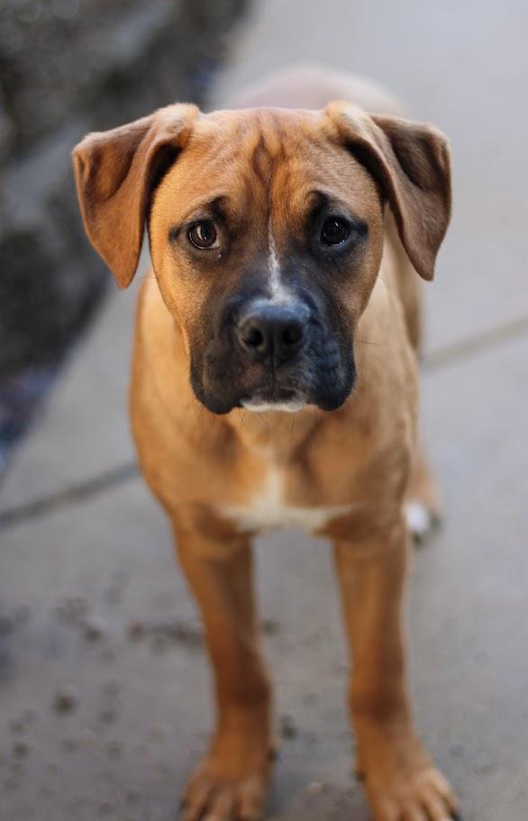 Fern, a Adoptable mixed breed in Battle Creek, MI image 5/6