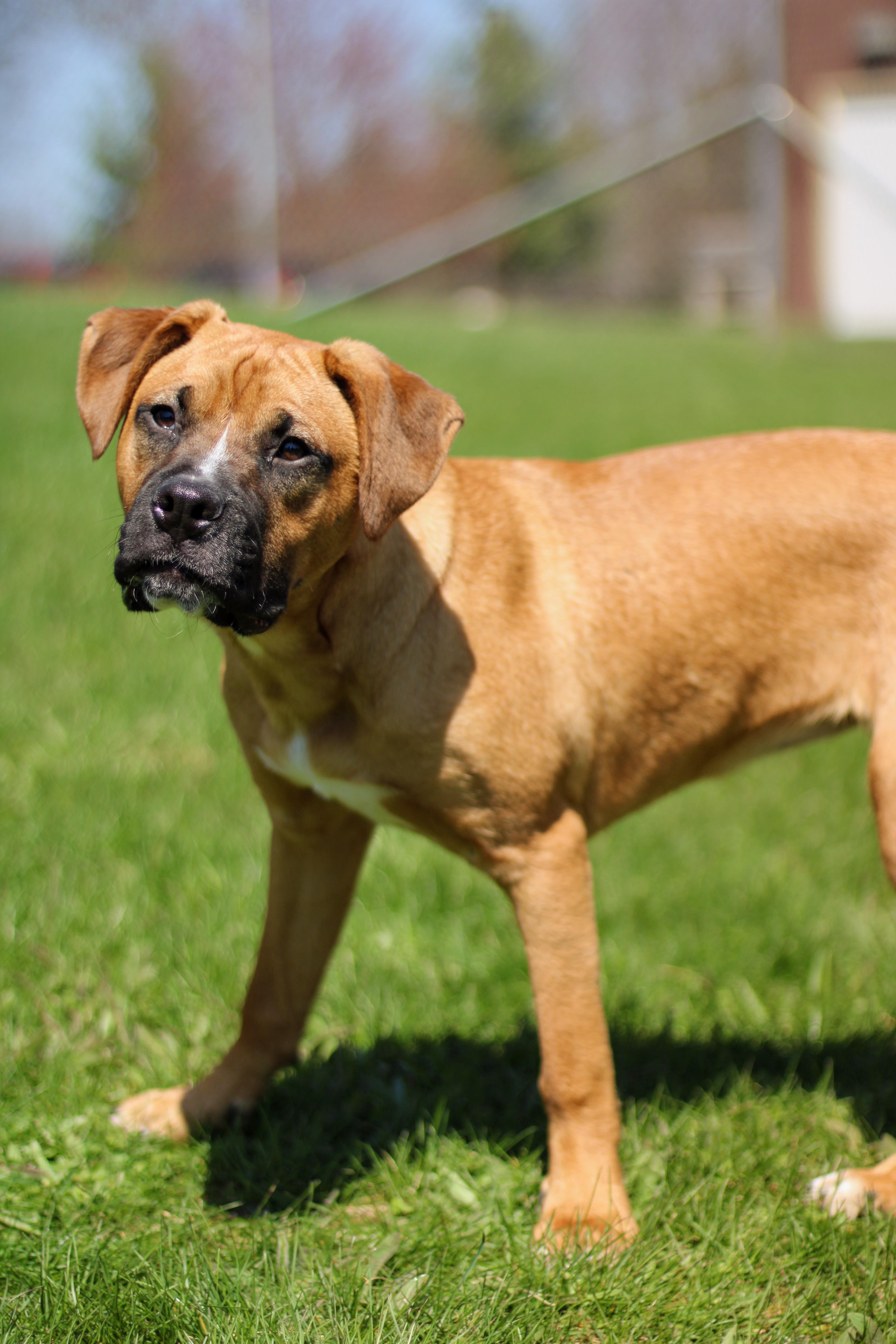 Fern, a Adoptable mixed breed in Battle Creek, MI image 2/6