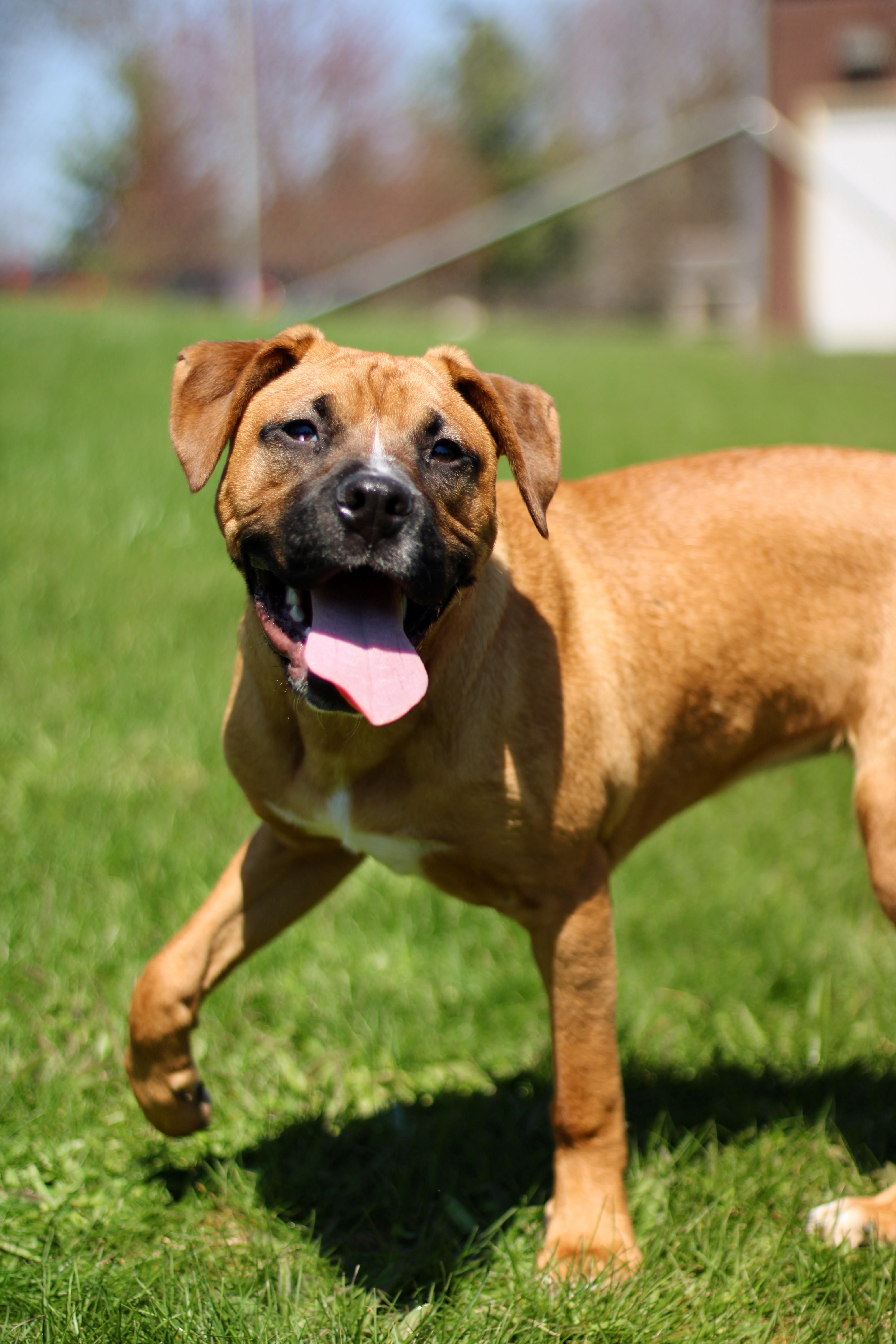 Fern, a Adoptable mixed breed in Battle Creek, MI image 3/6
