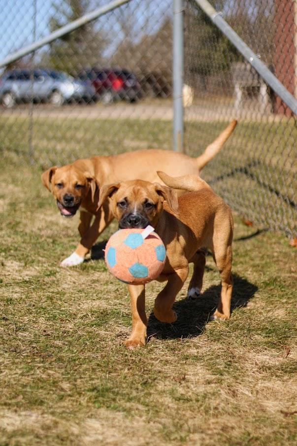 Fern, a Adoptable mixed breed in Battle Creek, MI image 6/6