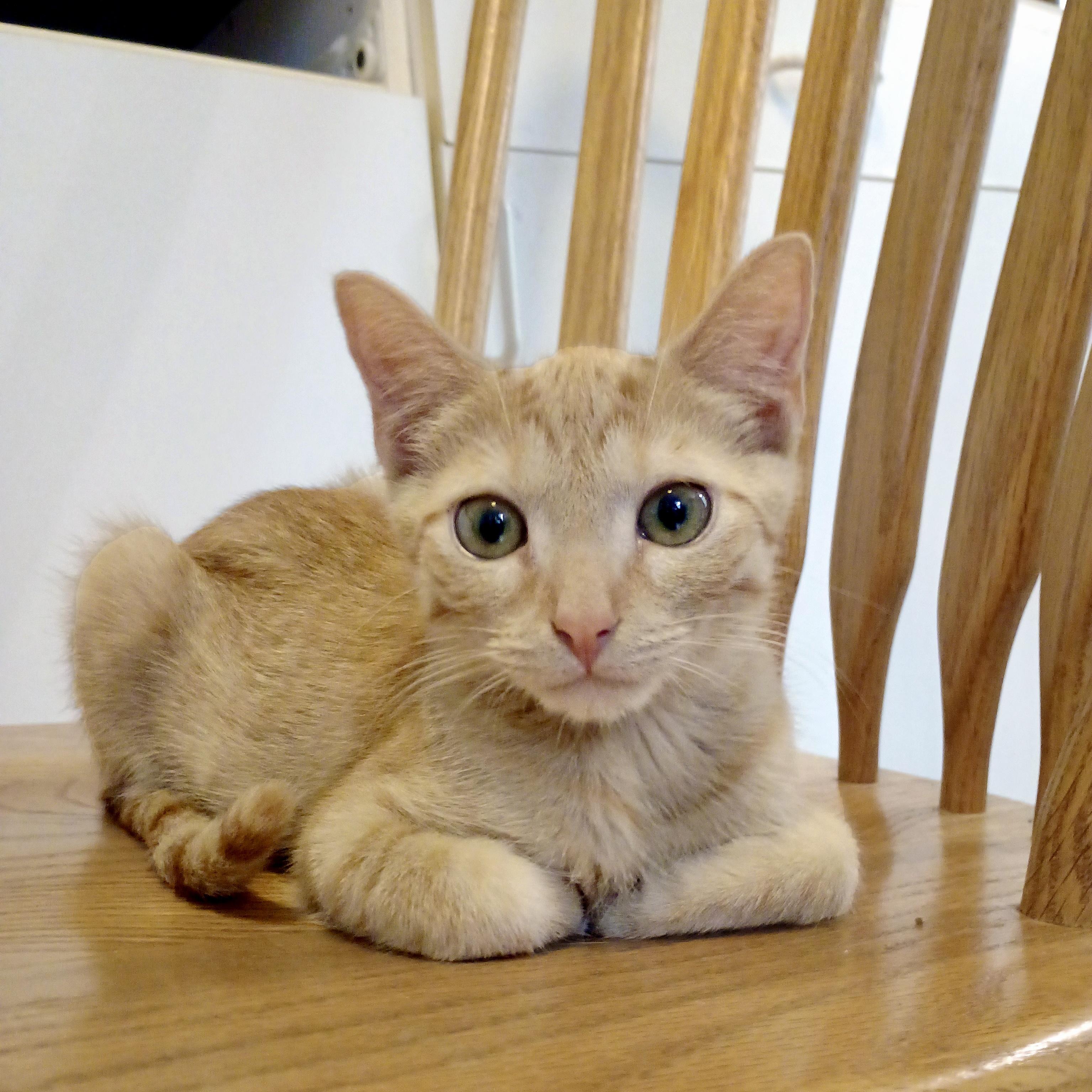 Enlarge George Embry, an adoptable Domestic Short Hair in Apex, NC image 2/6