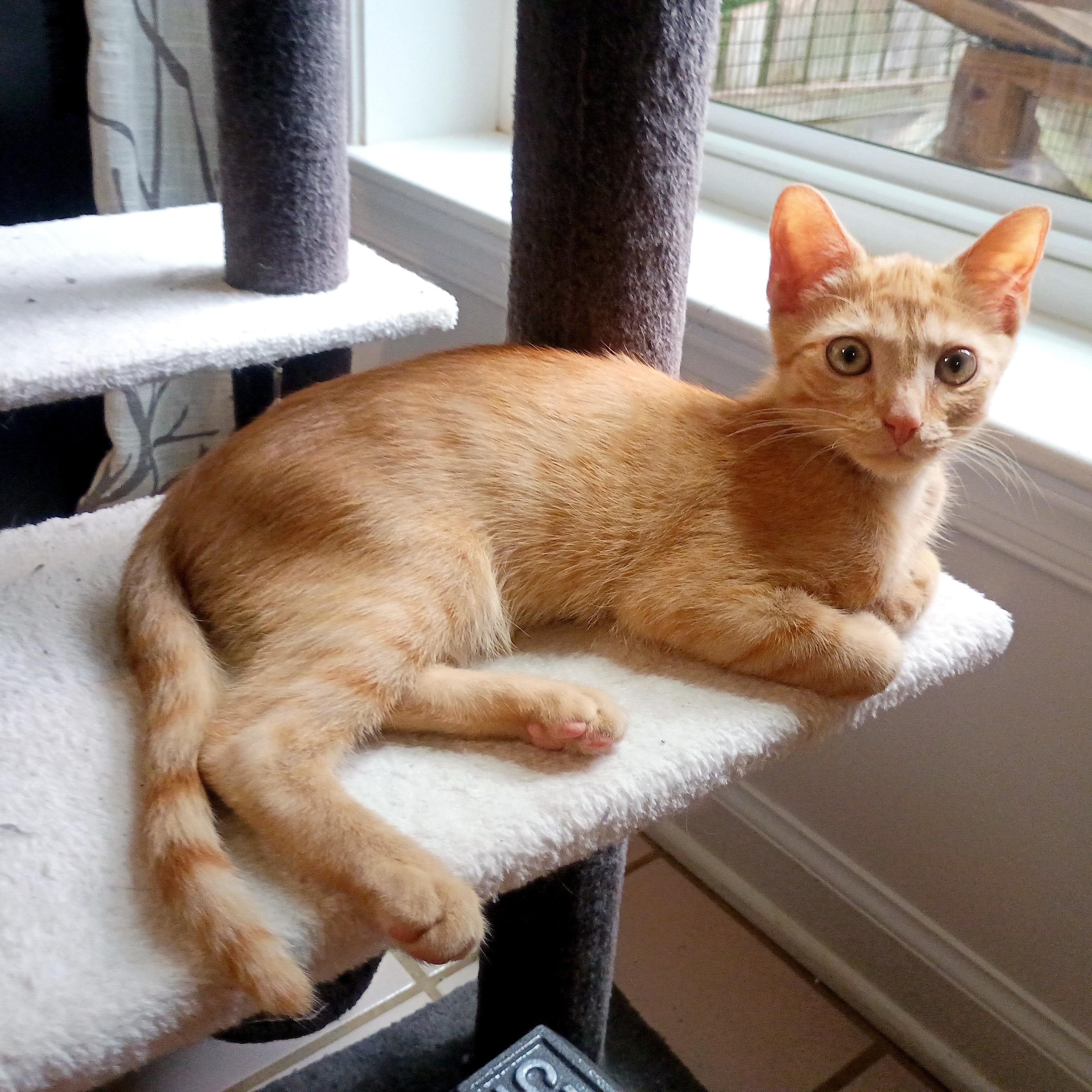Enlarge George Embry, an adoptable Domestic Short Hair in Apex, NC image 3/6