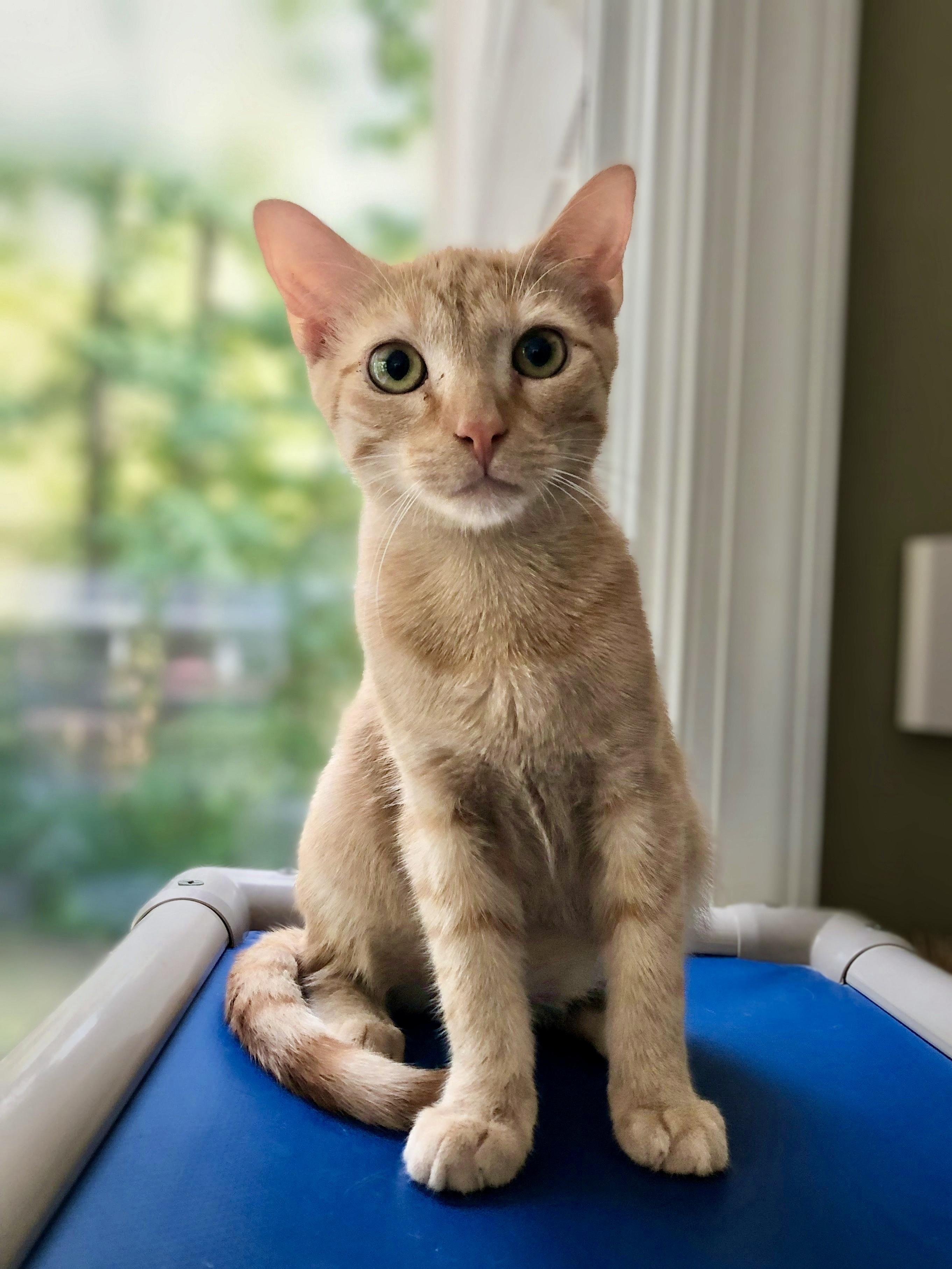 George Embry, adoptable, Kitten Male Domestic Short Hair.