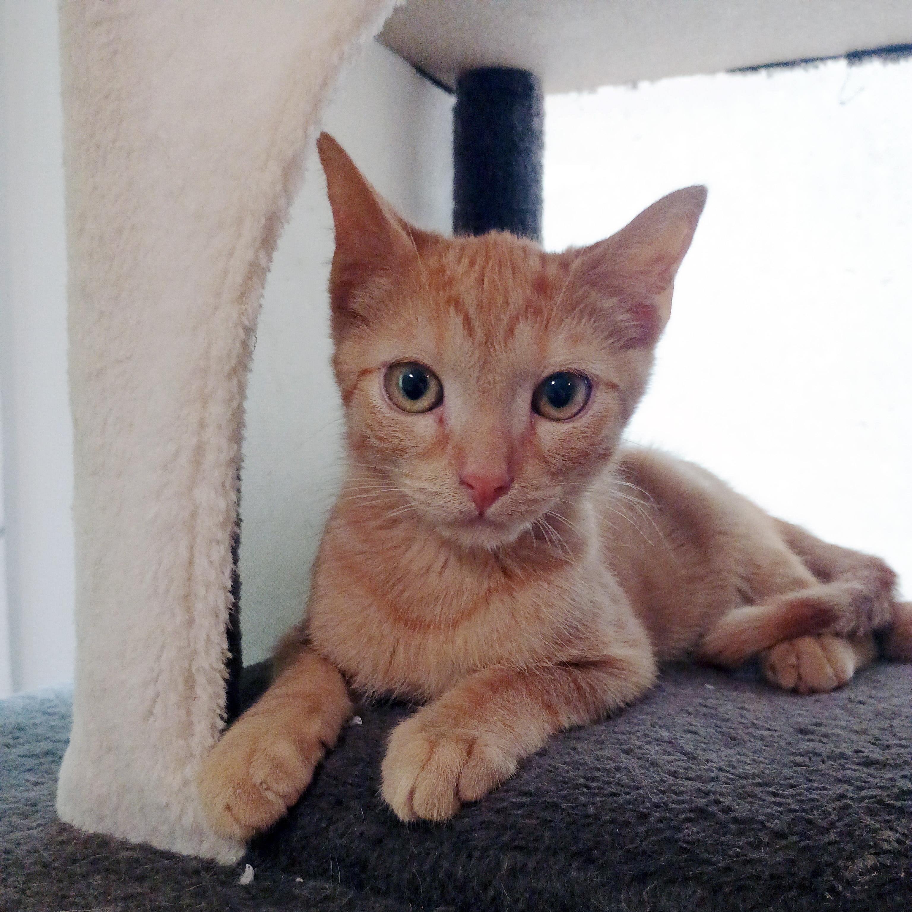 Enlarge George Embry, an adoptable Domestic Short Hair in Apex, NC image 5/6