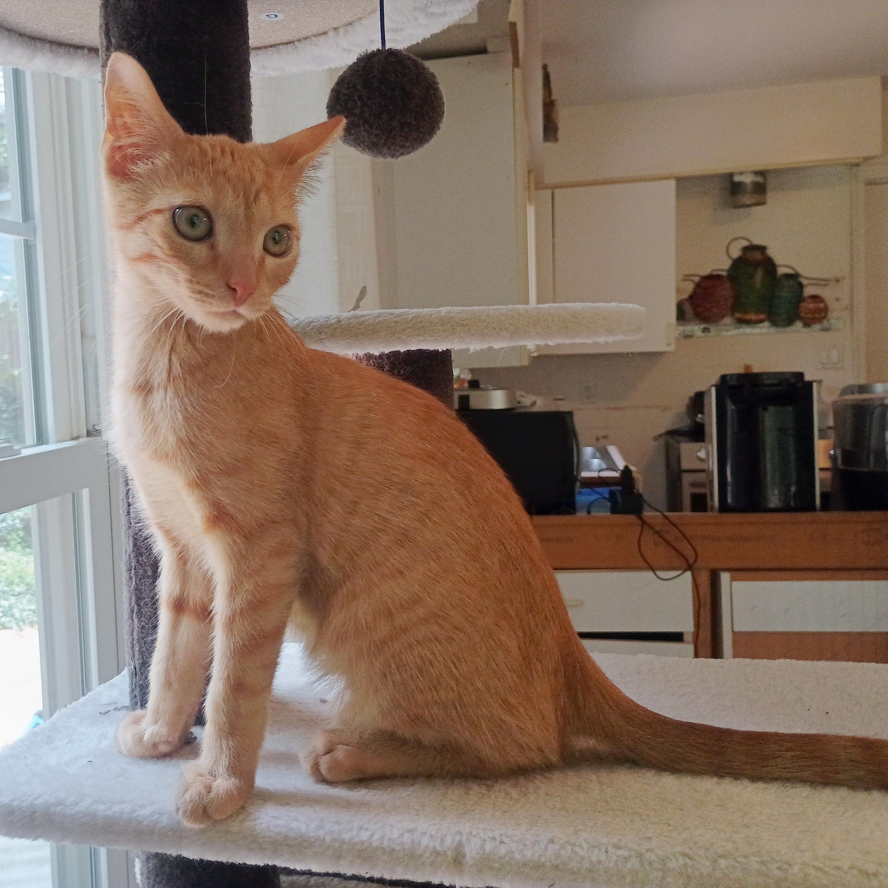 Enlarge George Embry, an adoptable Domestic Short Hair in Apex, NC image 6/6