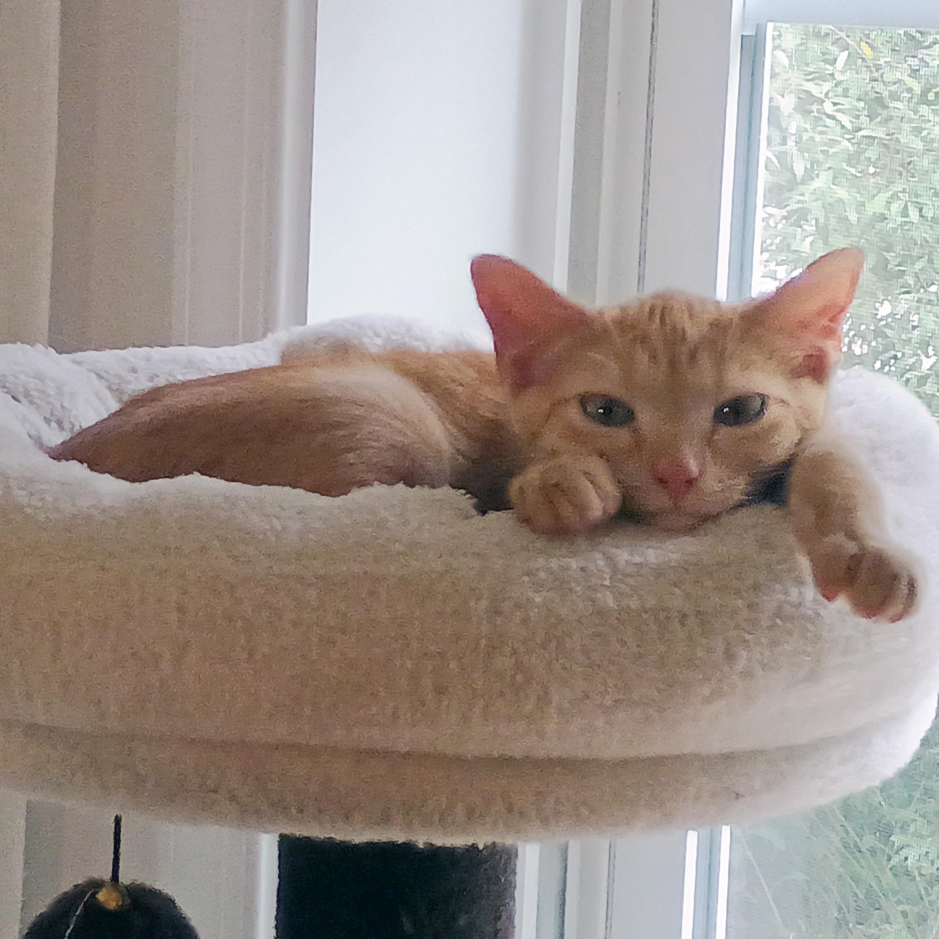 Enlarge George Embry, an adoptable Domestic Short Hair in Apex, NC image 4/6