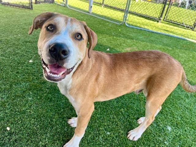 Enlarge JOHNNIE, a Adoptable Mixed Breed in Dallas, TX image 1/1