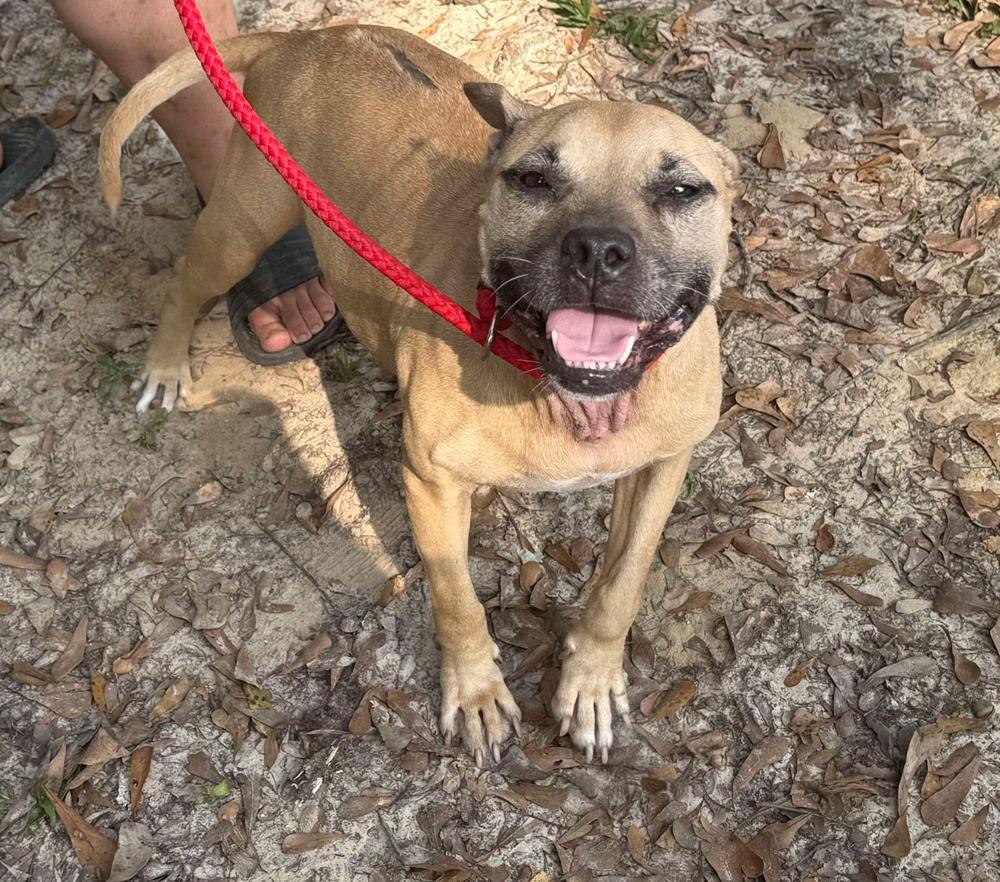 Scarlett 2, Adoptable, Adult Female Pit Bull Terrier.