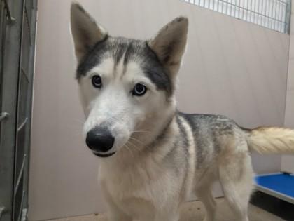 Enlarge Luna, a Adoptable mixed breed in Louisburg, NC image 1/1