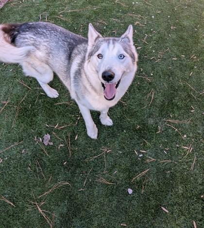 Luna, Adoptable, Young Female Husky & Mixed Breed.