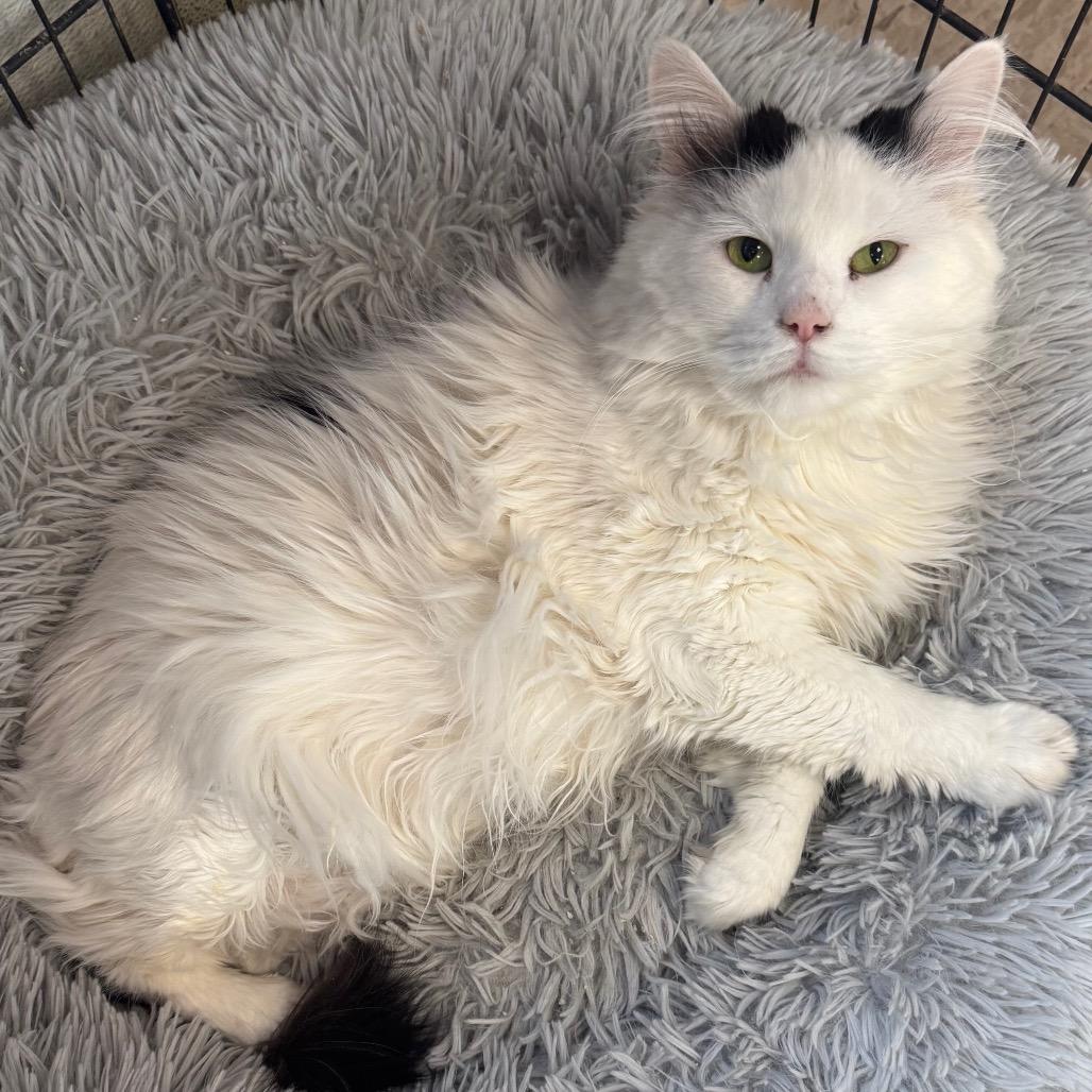 Silkie, a Adoptable Domestic Long Hair in Easton, PA image 1/6
