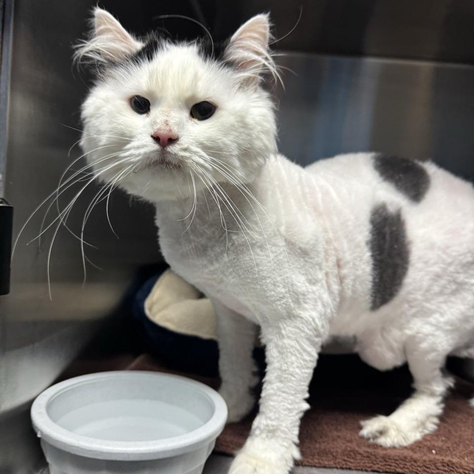 Silkie, a Adoptable Domestic Long Hair in Easton, PA image 1/6