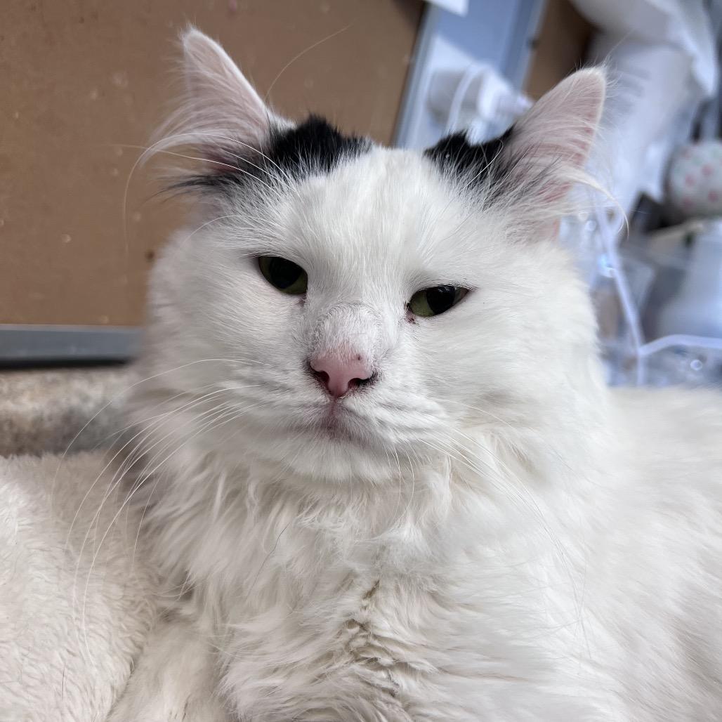 Silkie, a Adoptable Domestic Long Hair in Easton, PA image 2/6