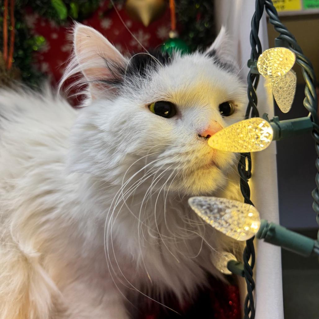 Silkie, a Adoptable Domestic Long Hair in Easton, PA image 3/6